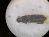 Rhizophagus oblongicollis